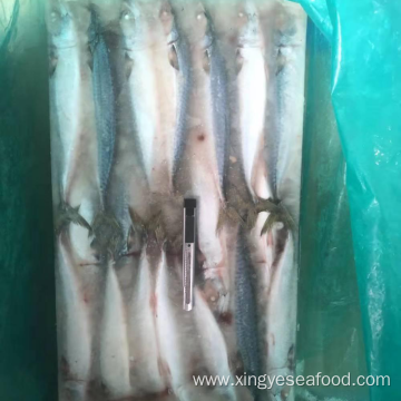 Frozen Fish Whole Round Mackerel 200-300